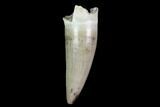 Cretaceous Boreal Crocodile Tooth - North Dakota #88733-1